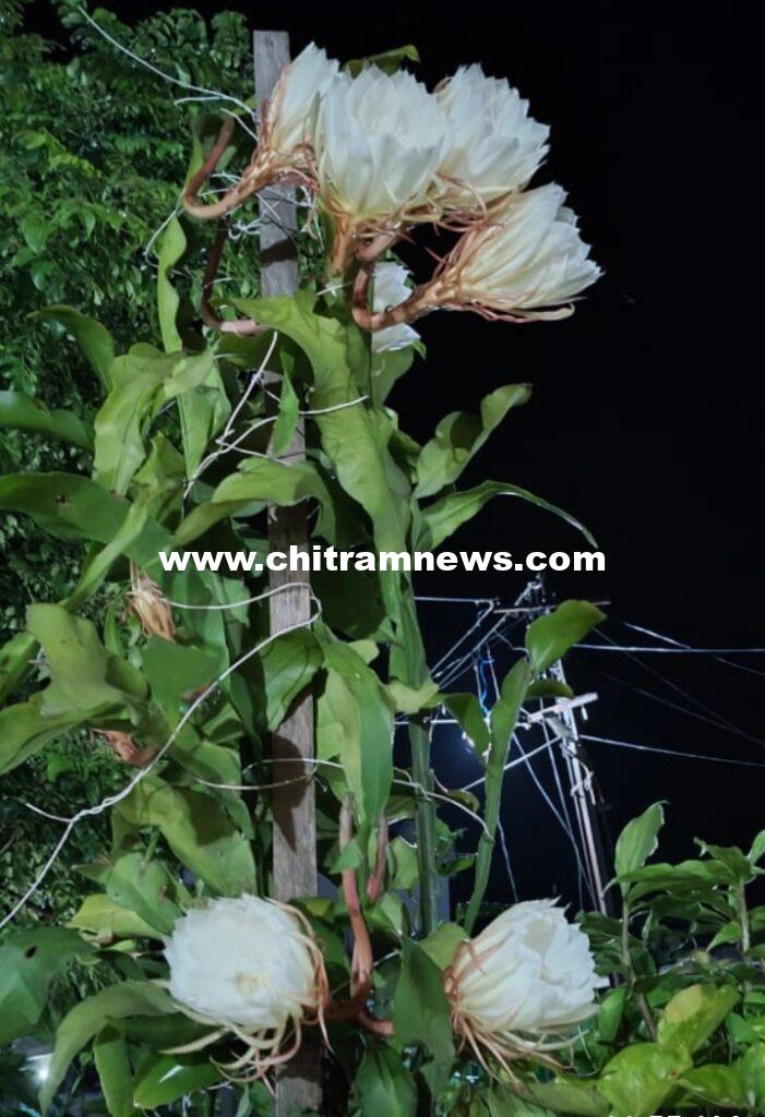 కాంతయ్య ఇంట్లో వికసించిన బ్రహ్మ కమలం పూలు