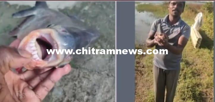 “రూప్ చంద్” జాతి చేపకు మనిషిని పోలిన పళ్లు