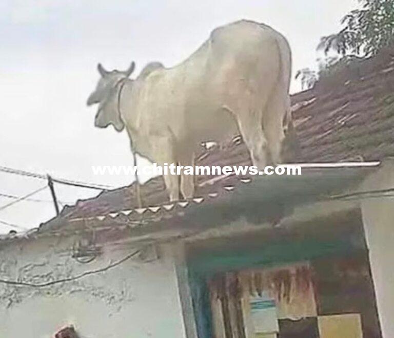 వీధి కుక్కల భయంతో ఇంటి పైకప్పు ఎక్కిన ఎద్దు