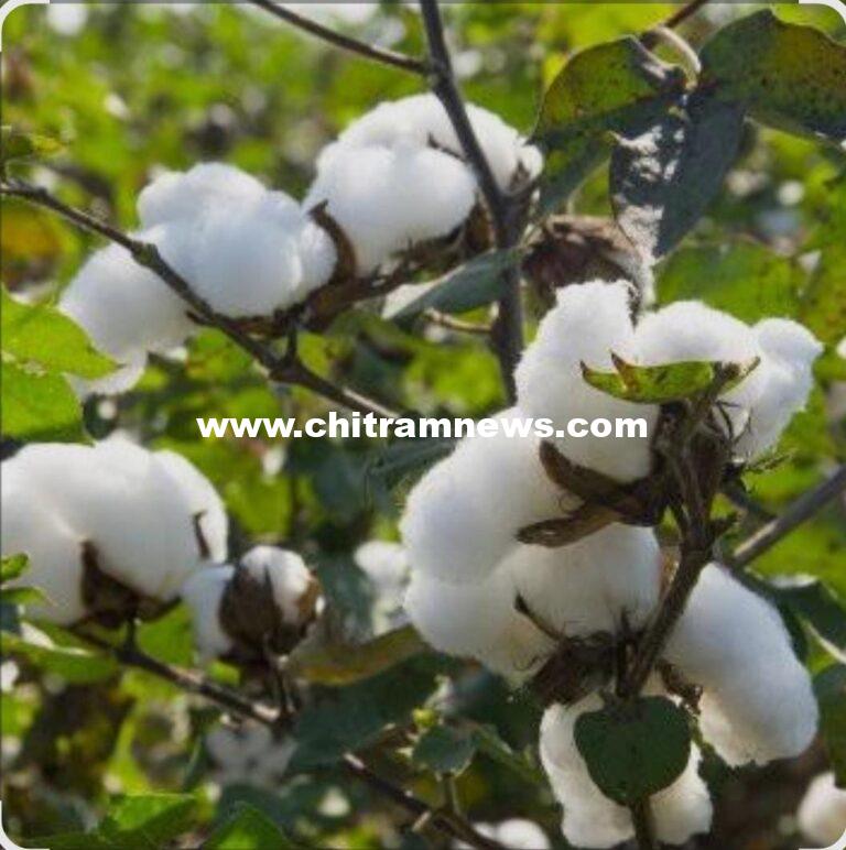 అక్టోబర్ 27 నుంచి పత్తి కొనుగోళ్లు ప్రారంభం