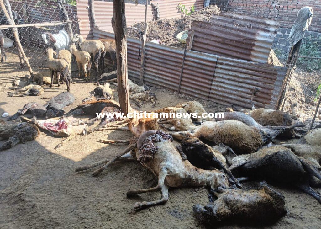 బోథ్ లో  గొర్రెల మందపై కుక్కల దాడి