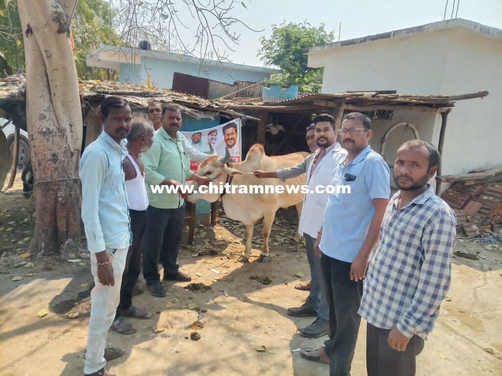 పశువులకు ఉచితంగా గాలి కుంటు నివారణ టీకాలు