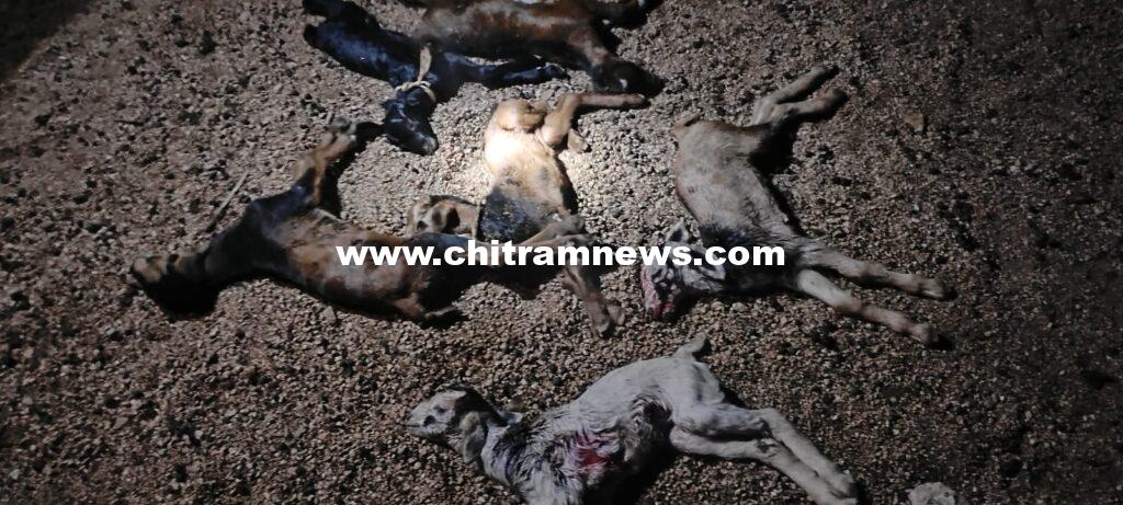 వీధి కుక్కల దాడిలో 8 మేకలు మృతి  