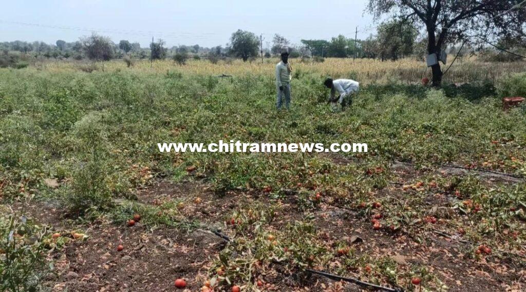 టమాటా ధరల పతనం: రైతుల ఆందోళన
