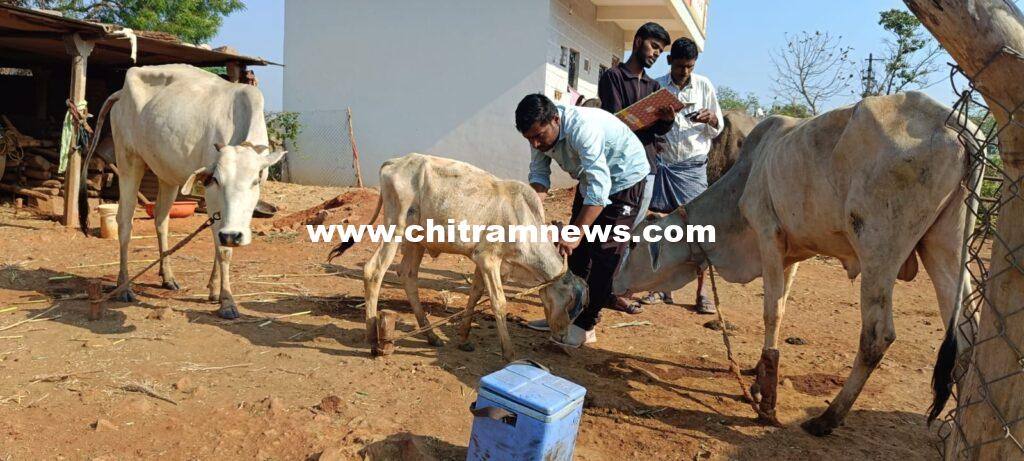 ఉచితంగా పశువులకు గాలికుంటు వ్యాధి నివారణ టీకాలు