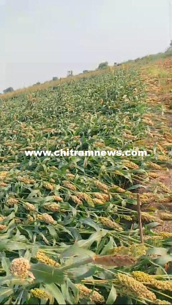 అకాల వర్షం..నేలకొరిగిన పంటలు 