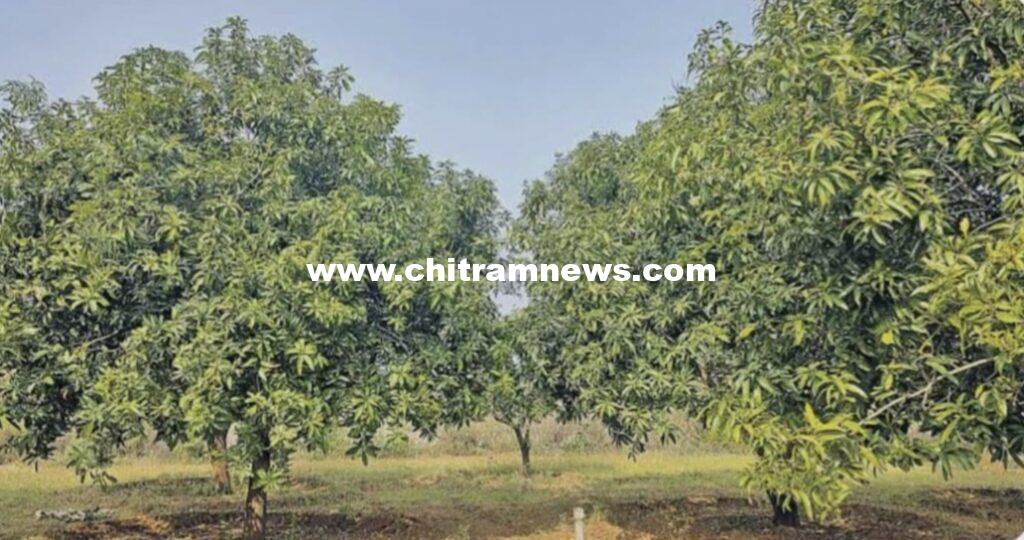 ఉద్యాన పాలిటెక్నిక్ కళాశాలలో చెట్ల ఫలసాయపు హక్కుల కోసం వేలం నిర్వహణ 