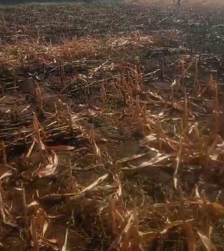 సురెల్లి గ్రామంలో మొక్క జొన్న పంట దగ్ధం 