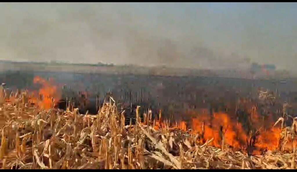 బాసరలో మొక్కజొన్న పంట దగ్ధం  