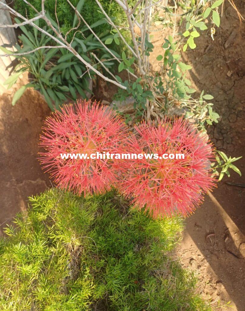 ముందుగానే వికసించిన మే పుష్పం