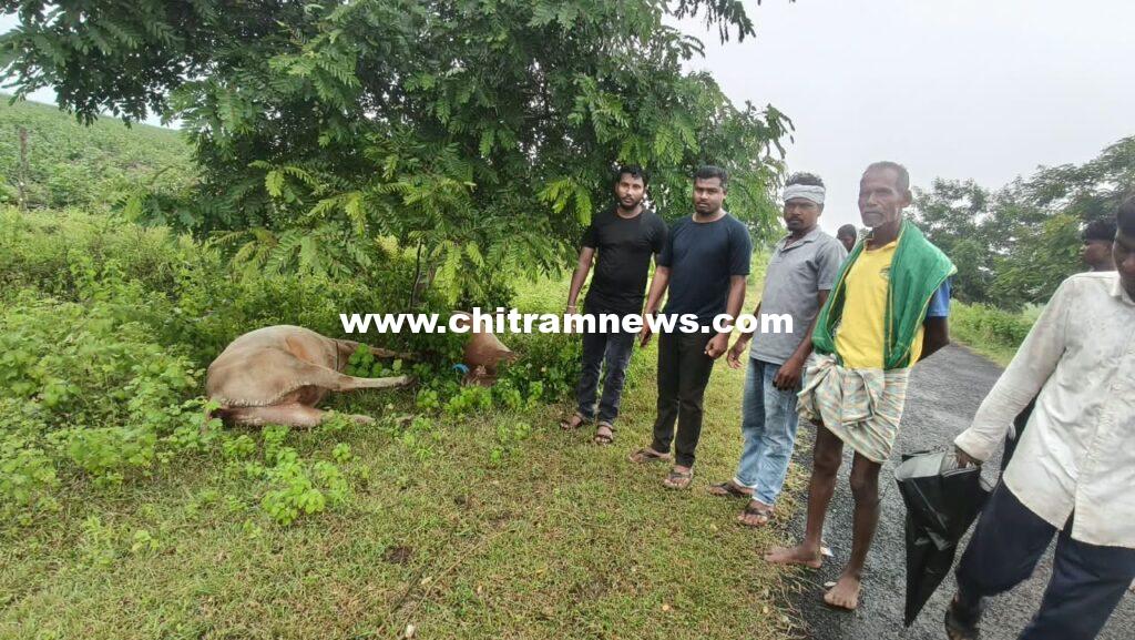 పిడుగుపాటుకు మూడు మూగజీవాలు మృతి 