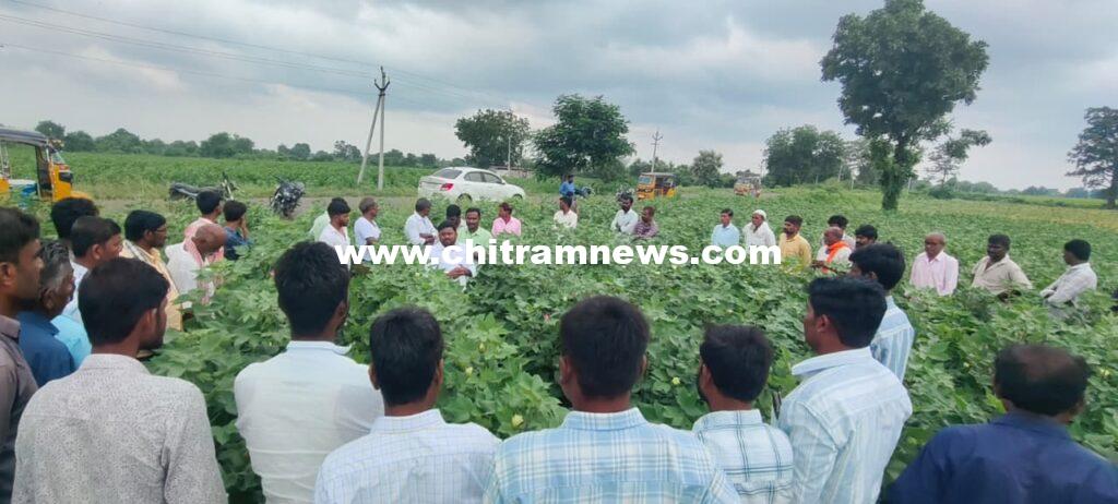రాశి అమేజ్ పత్తి రకంపై క్షేత్ర ప్రదర్శన